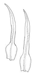 Ulota lutea, leaves. Drawn from A.J. Fife 8084, CHR 436819.
 Image: R.C. Wagstaff © Landcare Research 2017 